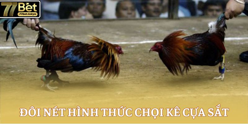Đá Gà Cựa Sắt - Tổng Hợp Kiến Thức Đắt Giá Về Chọi Kê 2 Đôi nét hình thức chọi kê cựa sắt