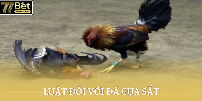 Đá Gà Cựa Sắt - Tổng Hợp Kiến Thức Đắt Giá Về Chọi Kê 3 Luật đối với đá cựa sắt