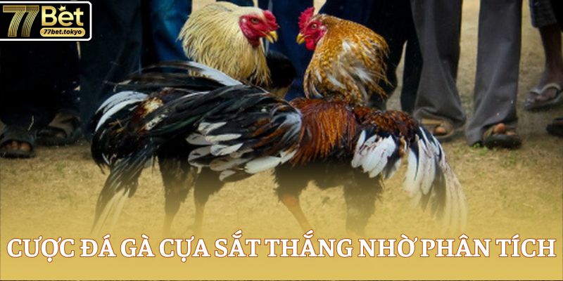 Đá Gà Cựa Sắt - Tổng Hợp Kiến Thức Đắt Giá Về Chọi Kê 4 Cược đá gà cựa sắt thắng nhờ phân tích