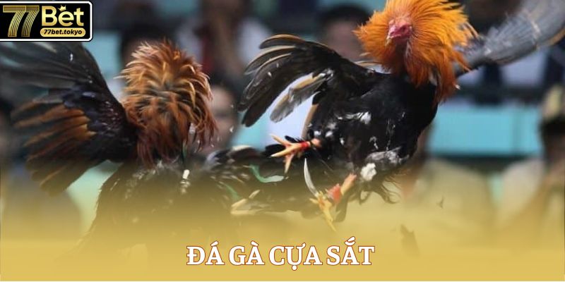 da ga cua sat