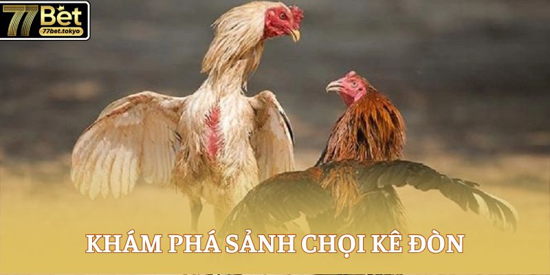 Đá Gà Đòn - Điểm Hẹn Hấp Dẫn Dành Cho Sư Kê Chuyên Nghiệp 2 Khám phá sảnh chọi kê đòn