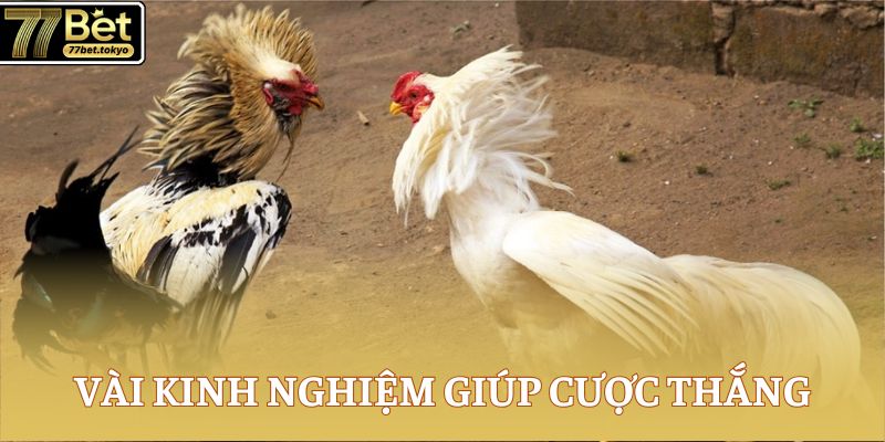 Đá Gà Đòn - Điểm Hẹn Hấp Dẫn Dành Cho Sư Kê Chuyên Nghiệp 4 Vài kinh nghiệm giúp cược thắng