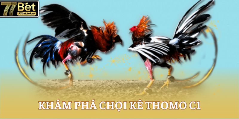 Đá Gà Thomo C1 77Bet - Sân Chơi Đỉnh Cao Cho Cao Thủ 2 Khám phá chọi kê Thomo C1