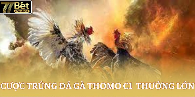 Đá Gà Thomo C1 77Bet - Sân Chơi Đỉnh Cao Cho Cao Thủ 4 Cược trúng đá gà Thomo C1 thưởng lớn